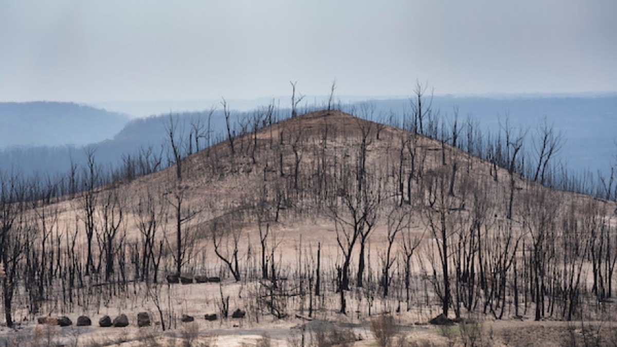 Photo of burned landscape