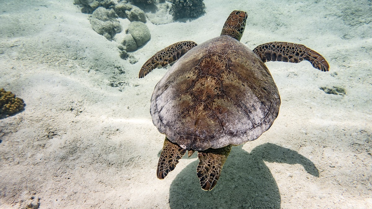 A green sea turtle swims above a sandy seabed on the Great Barrier Reef.