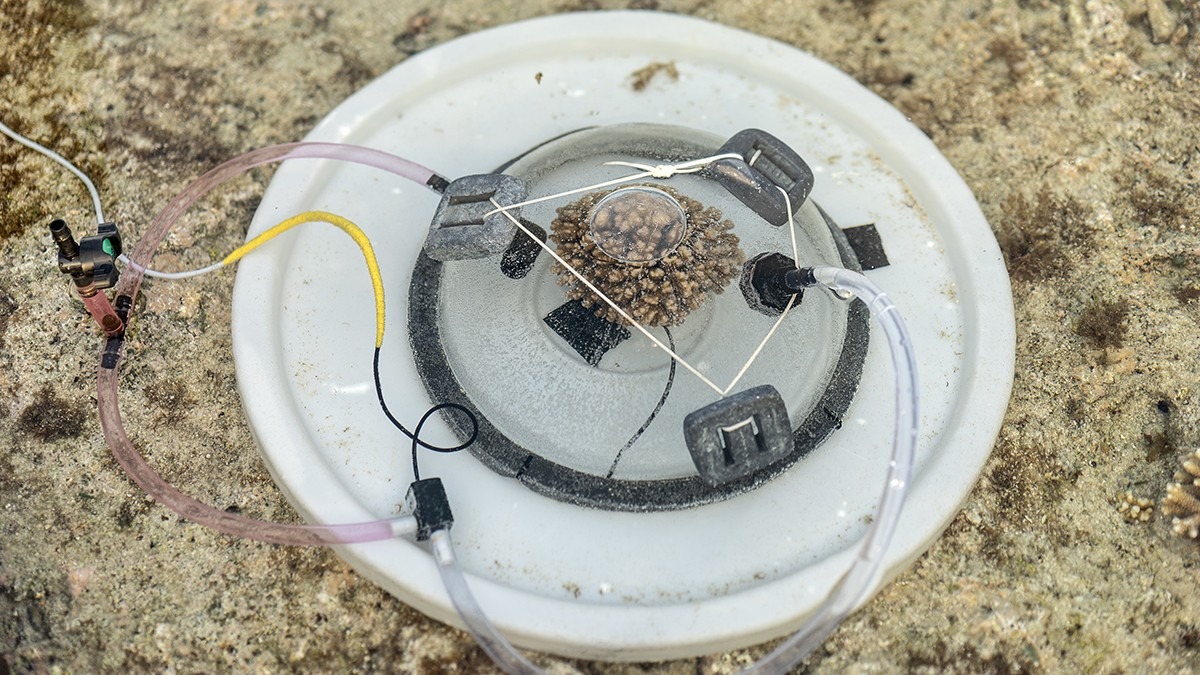 An acidification experiment setup by researchers on the reef flat: an isolated piece of coral sits under a plastic dome just under the water line.