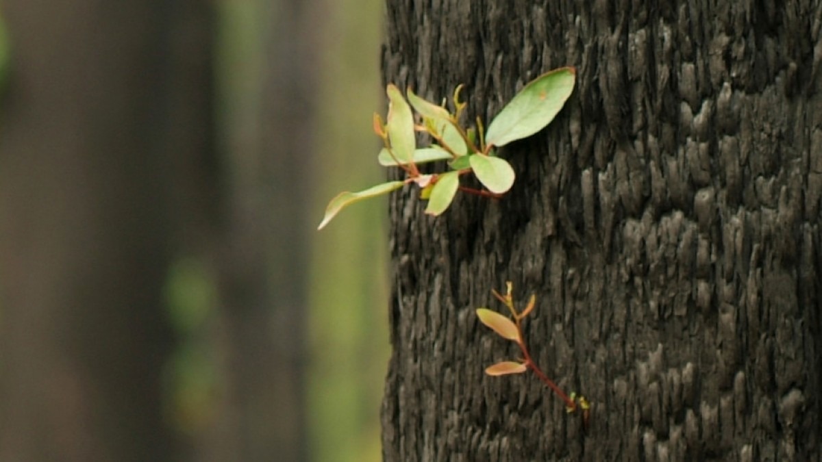Shoots growing from eucalyptus tree.