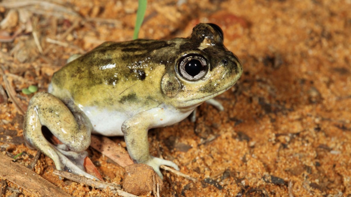 A burrowing frog.