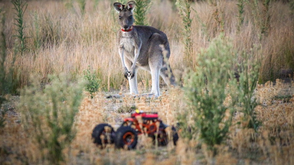 A kangaroo looks at a small remote controlled car