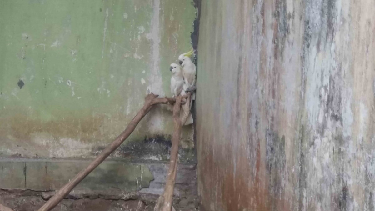 Two sulphur crested cockatoos in concrete room.