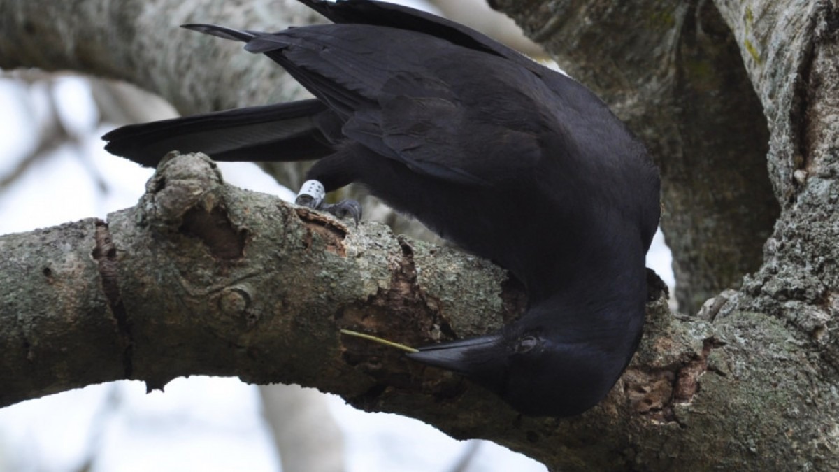 Close up of black crow in tree.