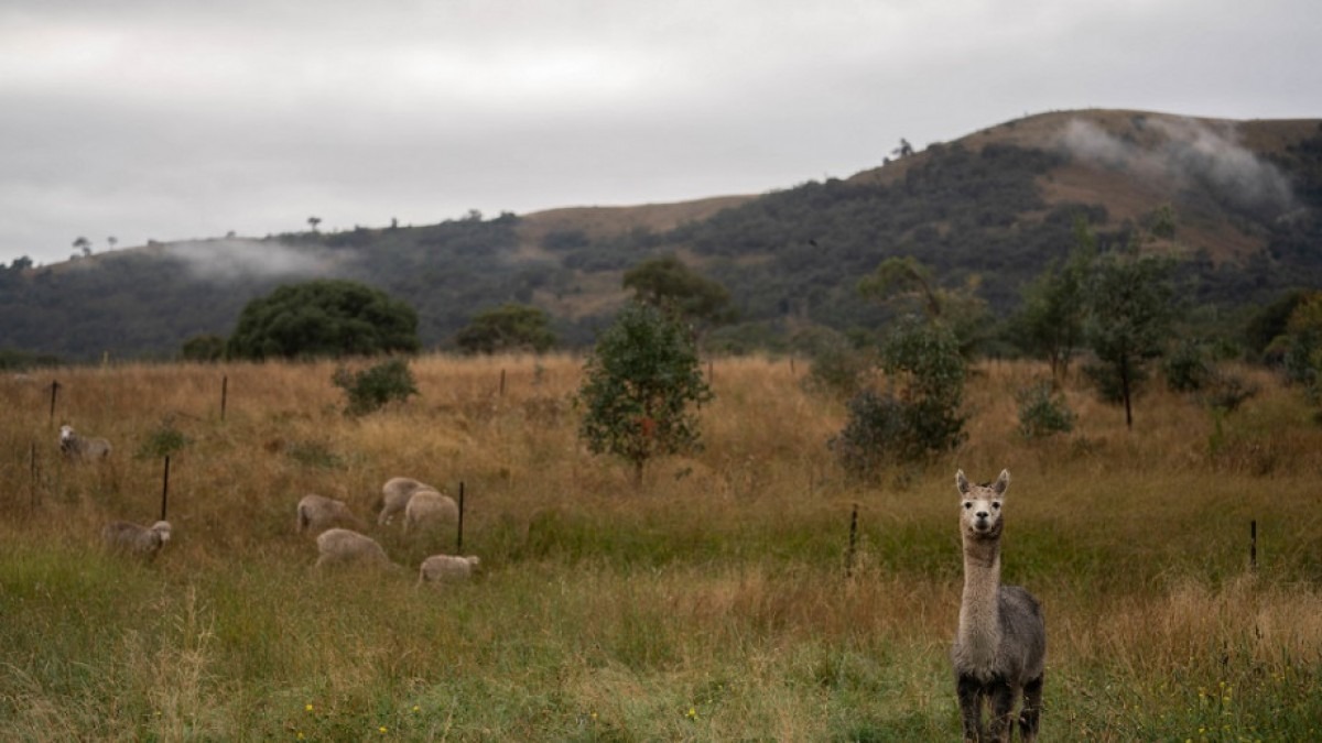 Agricultural pasture with long grass, small trees, alpaca and sheep.