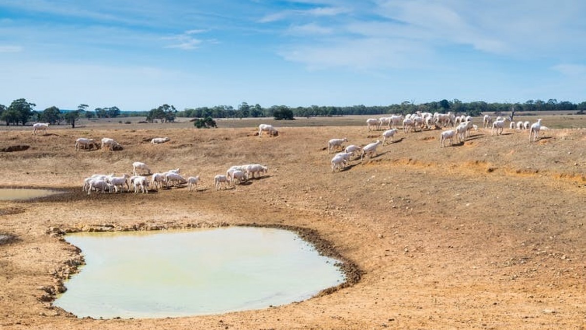 Sheep in dry paddock with waterhole