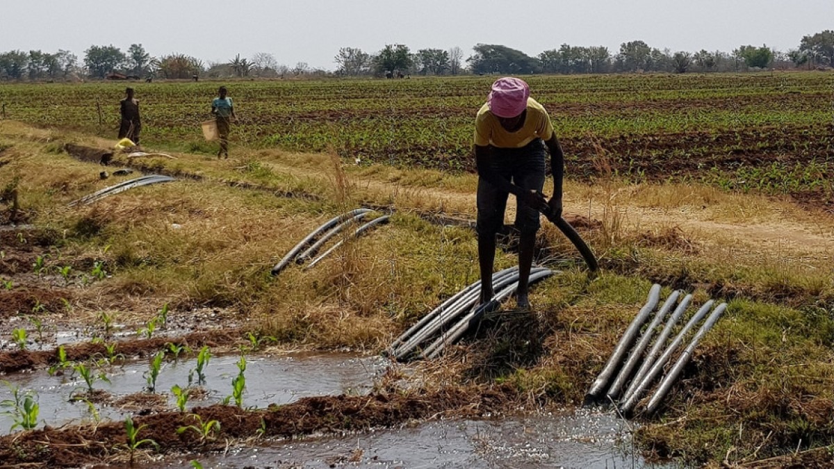 Three farm workers in Zimbabwe pictured in an agricultural landscape with irrigation pipes.