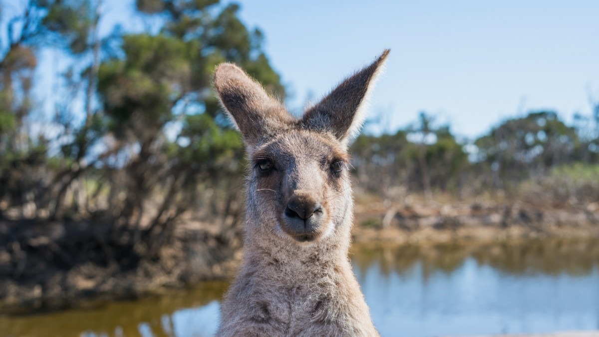 A kangaroo looking at the camera