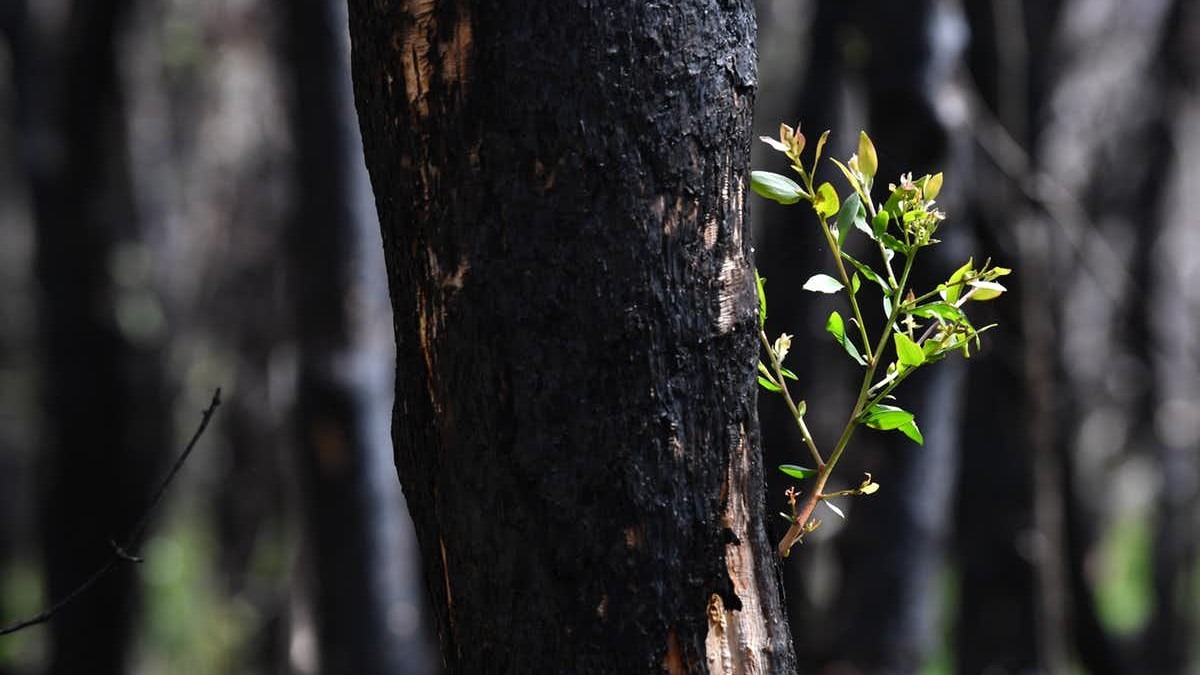 A Major Scorecard Gives The Health Of Australia's Environment Less Than ...