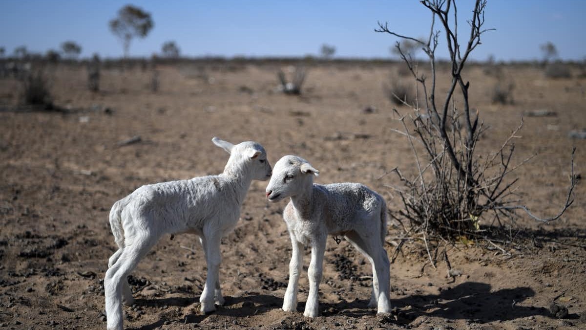 Australia’s environment degraded under extreme drought in 2019. Dan Peled/AAP