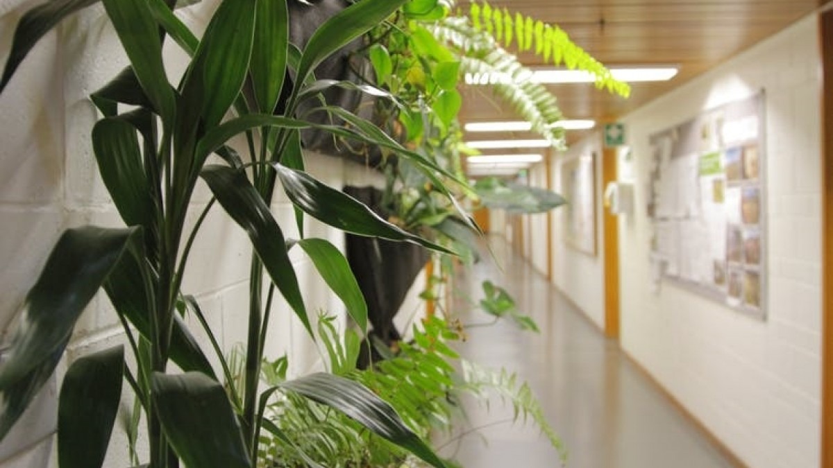 Our study showed the benefits of indoor greenery. Author provided