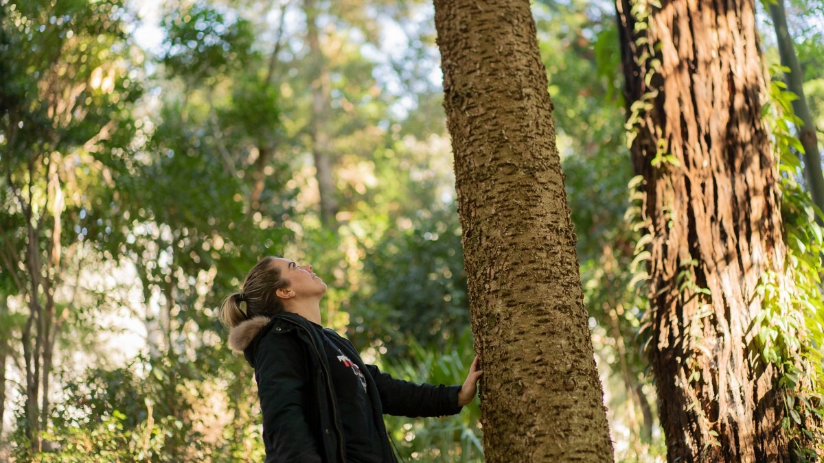 Kristi Lee looks up at a bunya pine tree