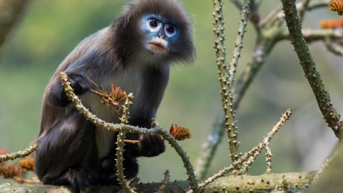 A small monkey with a blueish coloured face. It looks concerned.