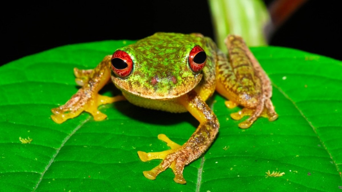 A Mossy Red-eyed Frog sits on a leaf in Honduras