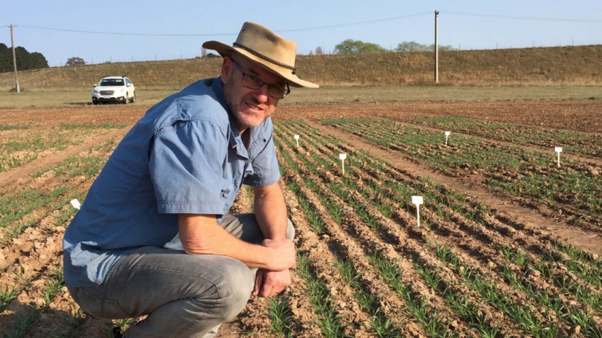 Professor Barry Pogson is in agricultural field with rows of seedlings.
