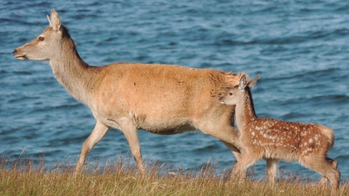 A red deer with her calf