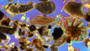 Foraminifera