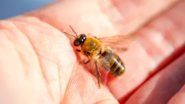 Bee on hand
