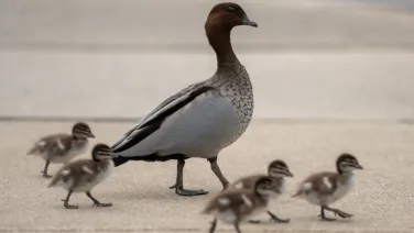 A wood duck and five ducklings