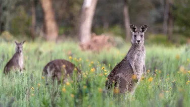 Kangaroos grazing