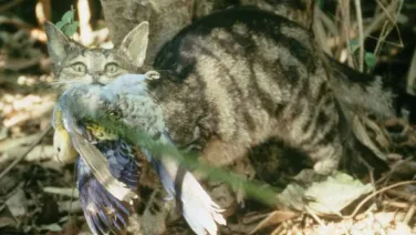 Cat with native bird in mouth