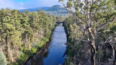 Tahune Forest Airwalk