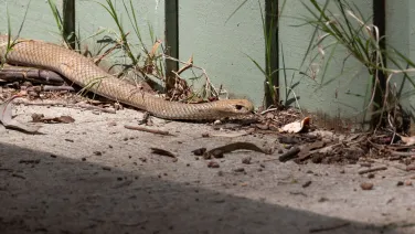 Brown snake near an urban fence