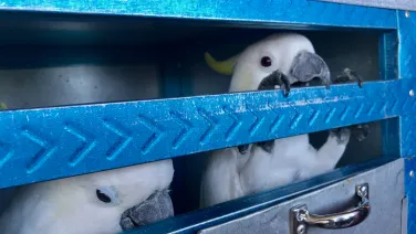 Two white cockatoos in a blue metal crate