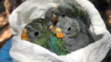 Orange bellied parrot juveniles in a calico bag