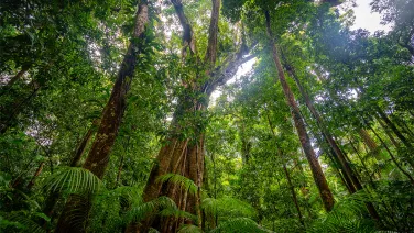 Wet tropics rainforest