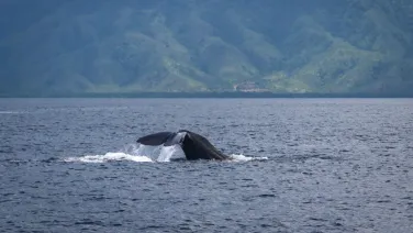 A whale tail on ocean with coast in background