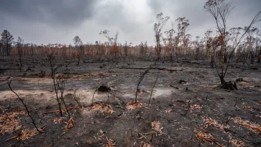 A burnt landscape