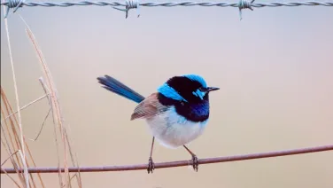 Superb fairy wren on a fence