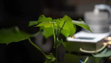 Plant in lab