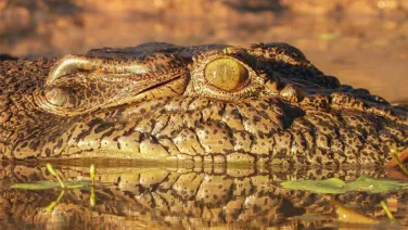 Alligator Caiman and Crocodile Leather and it's Applications by Fischer  Workshops 