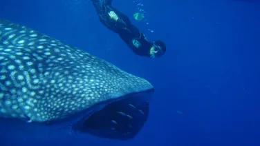 whale shark and diver