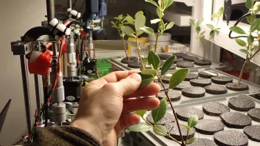 A laboratory. A person's hand is reaching towards some leaves.