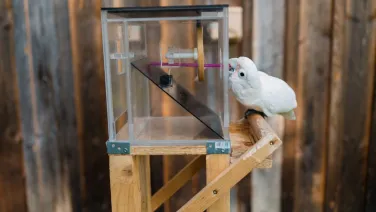 Cockatoo using a straw as a tool