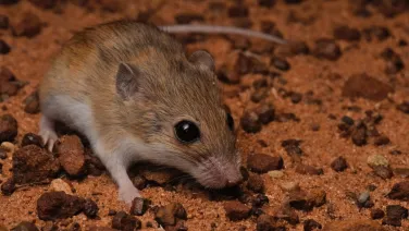 A large-eyed mouse on red dirt