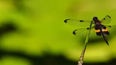 Green dragonfly