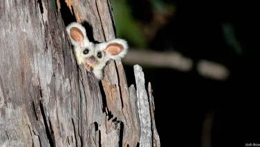 Glider poking head from tree hollow