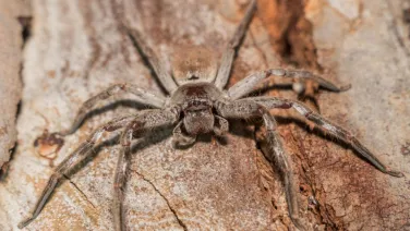 Huntsman spider