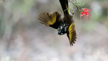 Honeyeater