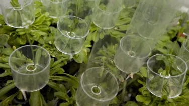 Several small plants are growing inside transparent cylindrical containers used for scientific research or controlled growth.