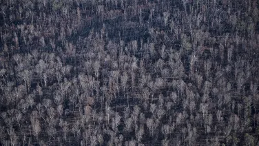 Charred landscape by James Walsh