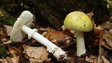 Two white mushrooms on leafy ground