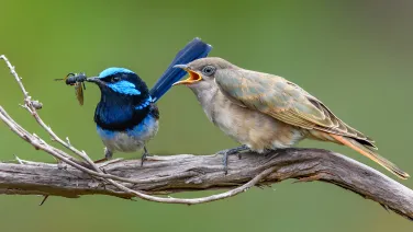 Male fairy wren feeding a Horsfield's bronze cuckoo fledgling