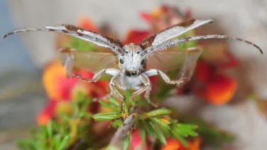 A longhorn beetle (Rhytiphora).