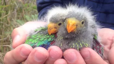 Close up photo of two swift parrot chicks, held in a person's hands. The birds are grey and fluffy with rainbow coloured feathers.