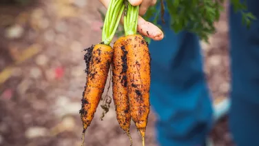 A person holding freshly harvested, soil-covered carrots by their green tops.